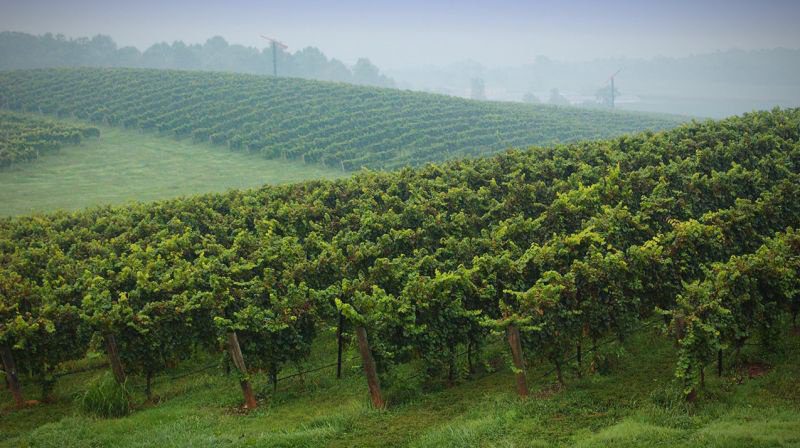 5. Wine-growing estates