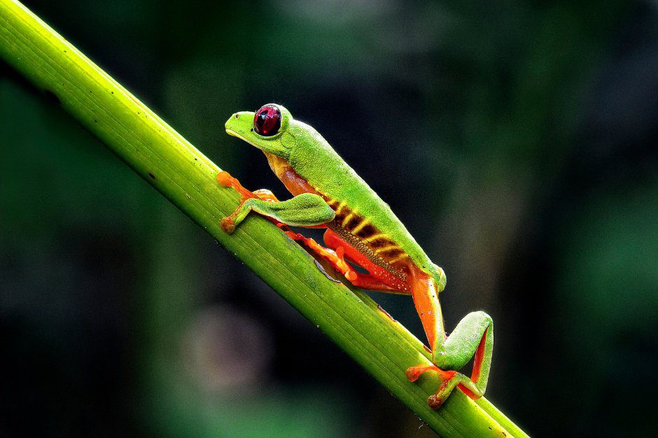 To see the red-eyed tree frog